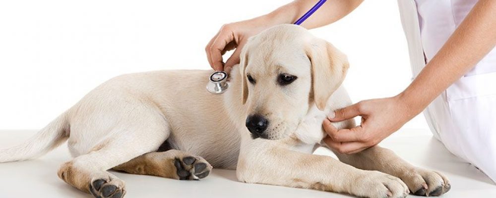 Ветеринарные обязанности и курсы ветеринарной медсестры