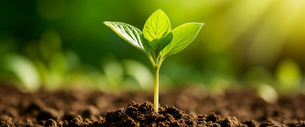 Ботаник обучение