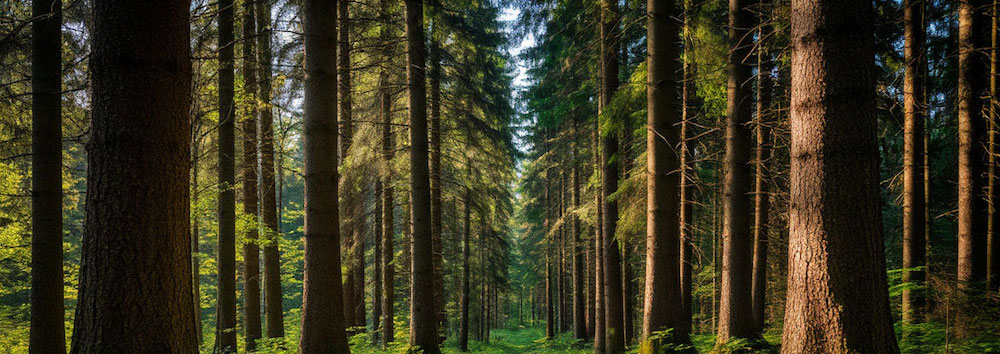 Дендролог курсы обучение